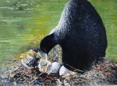 coot with young 1 thumb