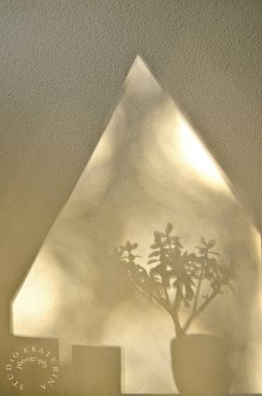 Original Abstract Tree Photography by Ekaterina Kruchkova