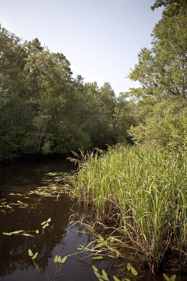 Up a Creek thumb