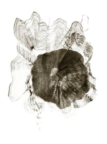 Original Nature Drawings by Genevieve Leavold
