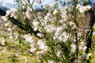 Original Fine Art Floral Photography by Marcelo de la Torre