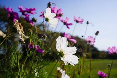 Original Fine Art Floral Photography by Marcelo de la Torre