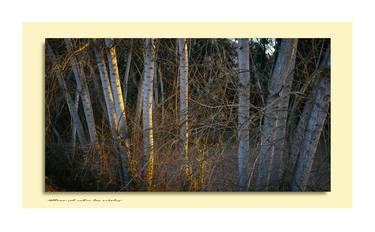" Last sun between the trees" - Limited Edition 1 of 7 thumb