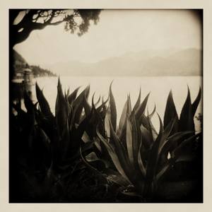 Varenna Agave