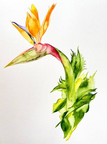 Original Botanic Paintings by Carolina Benavidez