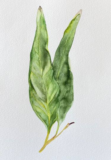 Original Fine Art Botanic Paintings by Carolina Benavidez