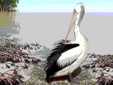 MANGROVE PELICAN thumb