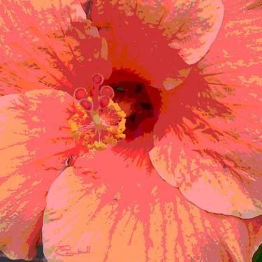 HIBISCUS thumb