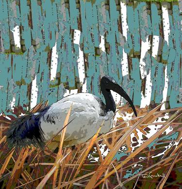 "IBIS BY THE FENCE"  - Limited Edition 2 of 20 thumb