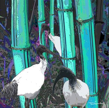 "IBIS in the bamboo at night" - Limited Edition 4 of 20 thumb