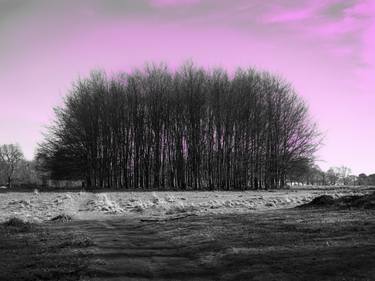 Original Abstract Tree Photography by Tony Hale