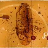 Pa amb Tomaquets (Bread and Tomatoes) by Vicenç Marco