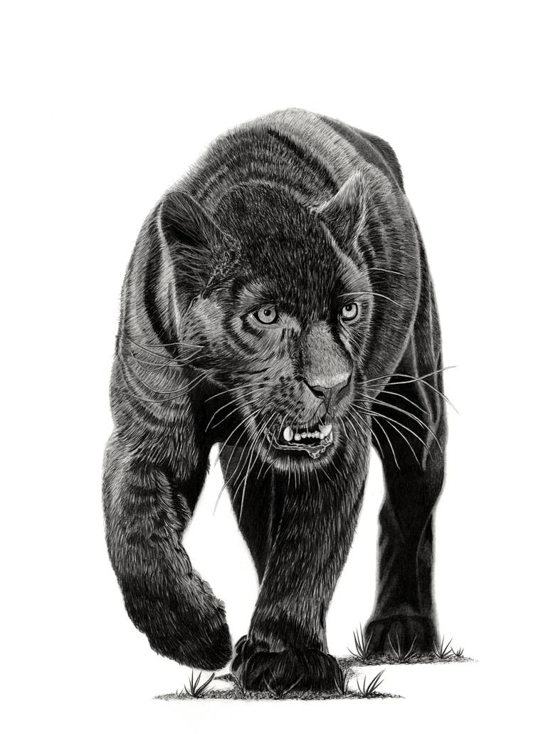 Black Panther Drawing - How To Draw Black Panther Step By Step-saigonsouth.com.vn