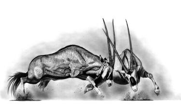 Original Animal Drawings by Paul Stowe