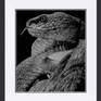 Artwork description:
An original Pencil Drawing of a Viper Snake
The drawing measures 26cm x31cm - and took at 20 hours to complete.
Following a 20 year Hiatus Paul picked up his pencils again and started drawing back in 2012
Turning professional in 2016 Paul has won accolades across the globe, initially exhibiting and selling work in Shanghai, Hong Kong, Singapore and Thailand he now resides in the centre for contemporary British Art and the Tate Modern Gallery, St Ives, Cornwall.
From his open studio and commercial gallery in the town he spends hours, weeks and months drawing incredibly detailed images inspired by the plethora of artists and art in the local area. His work is on permanent display in the Stowe Gallery of Truro and with individual and corporate collections across the world.
The drawing is being sold unframed to reduce shipping costs - however I can offer a bespoke framing service as required - just send me a message to discuss.
*Images showing the drawing in a frame and in various room settings are for illustration purposes only.