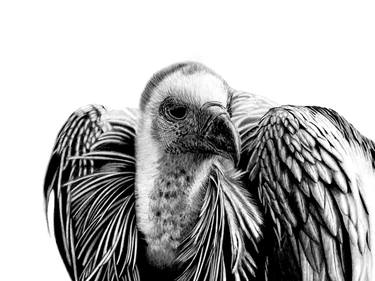 Cape Vulture thumb