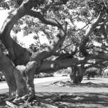 Erythrina Caffra, San Vicente B&W by Jill Lear