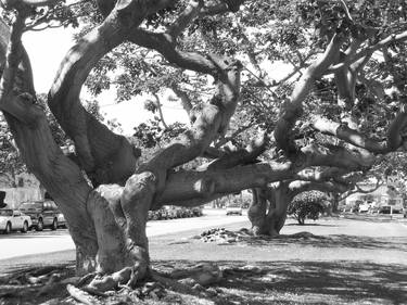 Erythrina Caffra, San Vicente B&W thumb