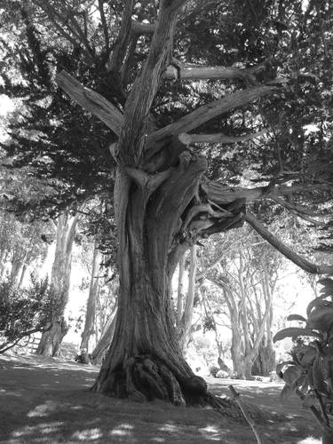 Cypress, Mission Ranch, Carmel CA thumb