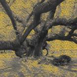 New Roads Sunflower by Jill Lear