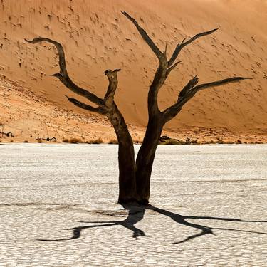 Original Tree Photography by Plamen Ivanov