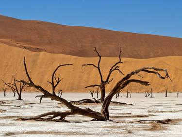 Original Tree Photography by Plamen Ivanov