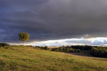 Original Illustration Tree Photography by Plamen Ivanov