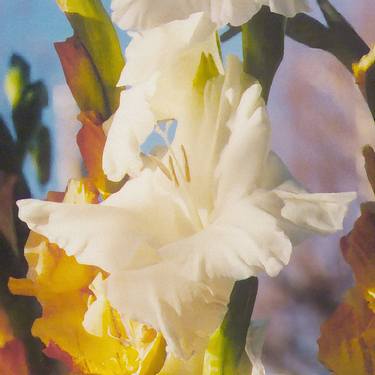 Print of Fine Art Botanic Photography by Christian Grandjean