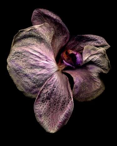 Phalaenopsis #7 thumb