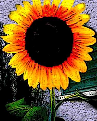 Sunflower (S1) thumb