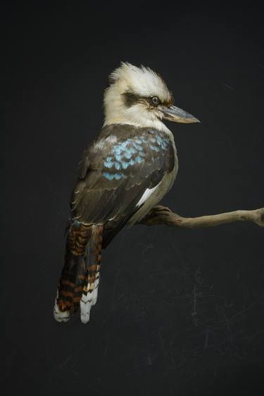 Kookaburra thumb