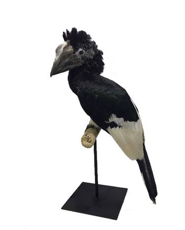 Black and White Casqued Hornbill Taxidermy thumb