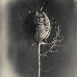 Nigella Sativa Seed Pot #3 by Pete Hollow