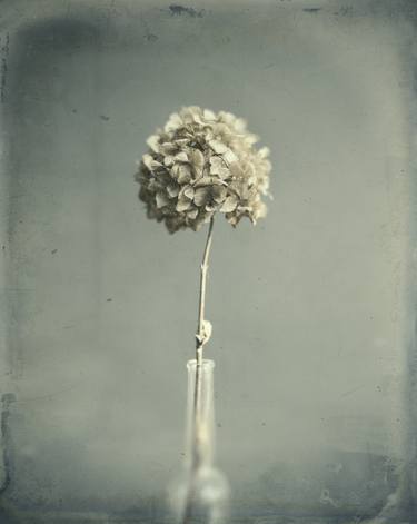 Original Fine Art Floral Photography by Pete Hollow