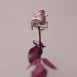 Blood Rose #1 - Limited Edition of 25   ALSO AVAILABLE IN OTHER SIZES. Contact me for more information on by Pete Hollow