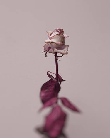 Original Floral Photography by Pete Hollow