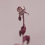Blood Rose #2 - Limited Edition  of 25   ALSO AVAILABLE IN OTHER SIZES. Contact me for more information on by Pete Hollow