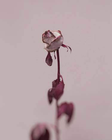 Original Floral Photography by Pete Hollow