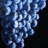 MERLOT by Lucia Bergamini