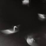 Collection Gati - Movement in Nature