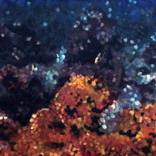 Coral Reef  1 by Bill Hengen