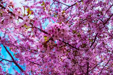 Print of Documentary Floral Photography by Candice Seplow