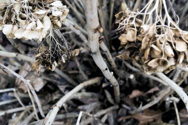 Winter Hydrangeas thumb