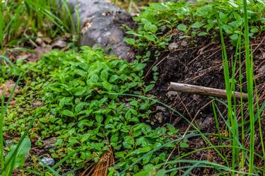 Print of Nature Photography by Candice Seplow