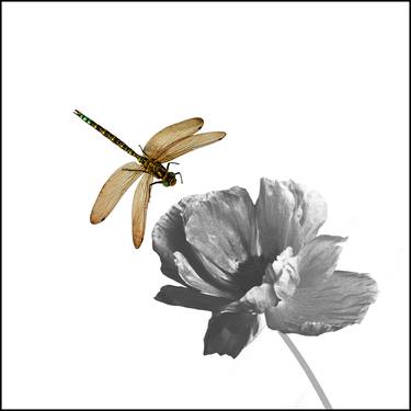 Dragon fly and monochrome flower - Limited Edition 1 of 1 thumb