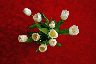 White tulips on Red carpet thumb