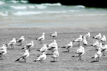 Seagulls on the beach BW - Limited Edition 1 of 50 thumb