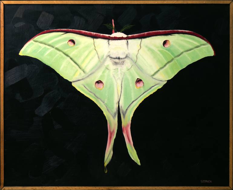 Luna Moth ------------------------------ Painting by Steven Curtis ...