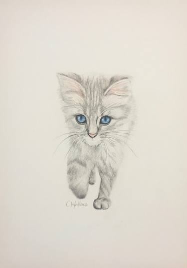 Original Illustration Animal Drawings by Catherine Wallace