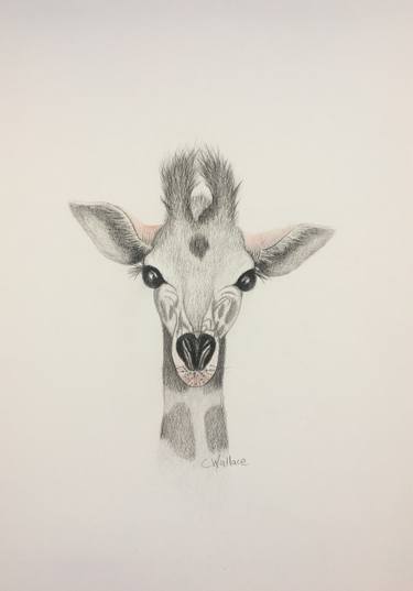 Pencil Cute Baby Giraffe Drawing - Drawing Wallpaper